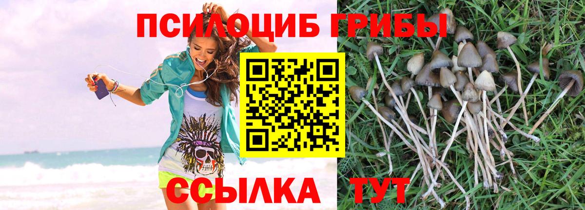 Александров  Галлюциногенные грибы Psilocybe  Вход с VPN 